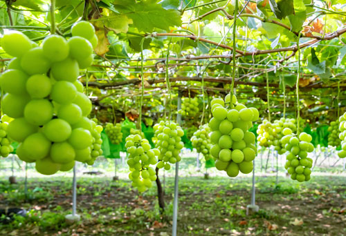 Asunaro Sono — Cherry fruit picking spot in Japan