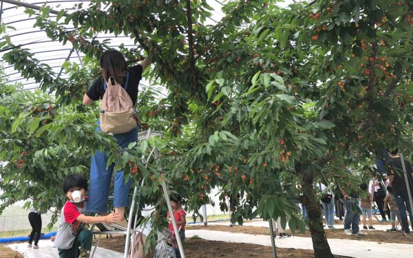 Azuma Kajuen — Cherry fruit picking spot in Japan
