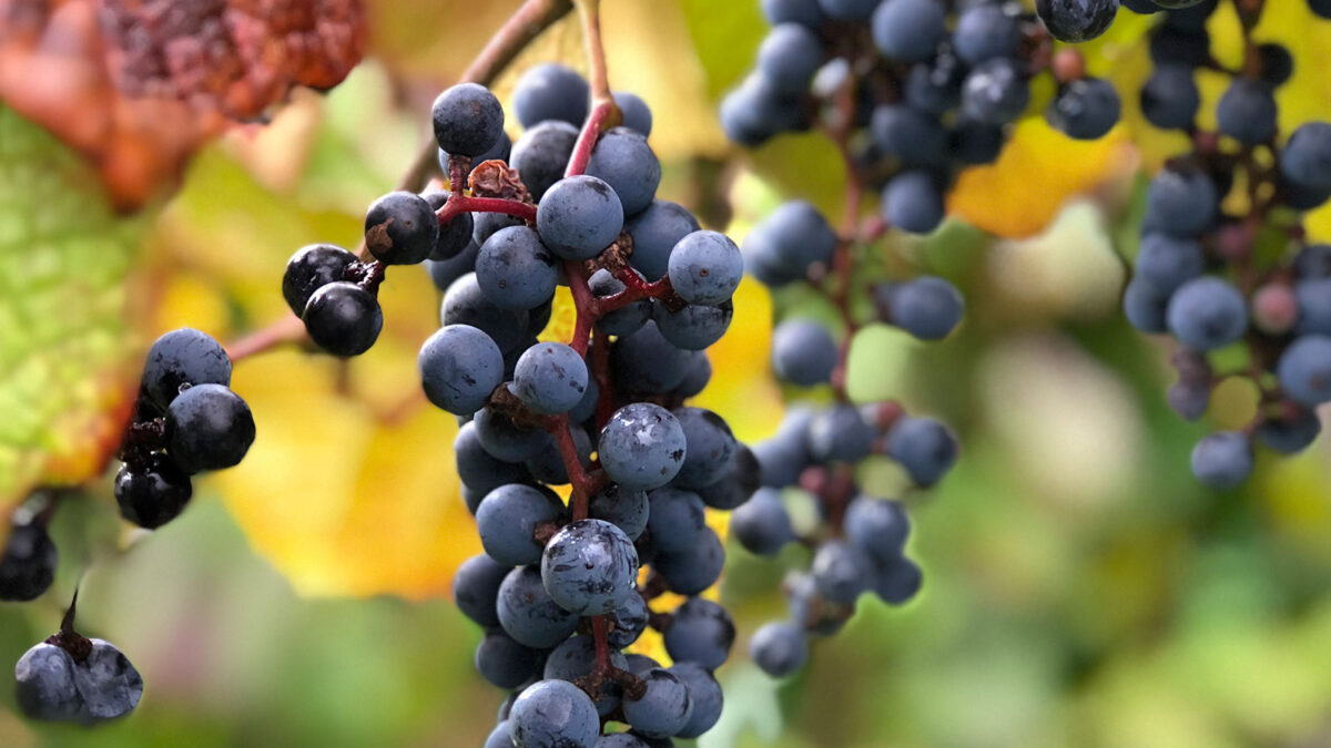 Kuzumaki Wine — Grape in Japan
