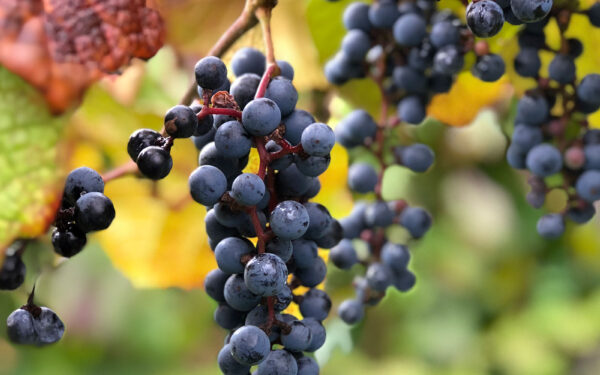 Kuzumaki Wine — 일본 포도 따기 스팟