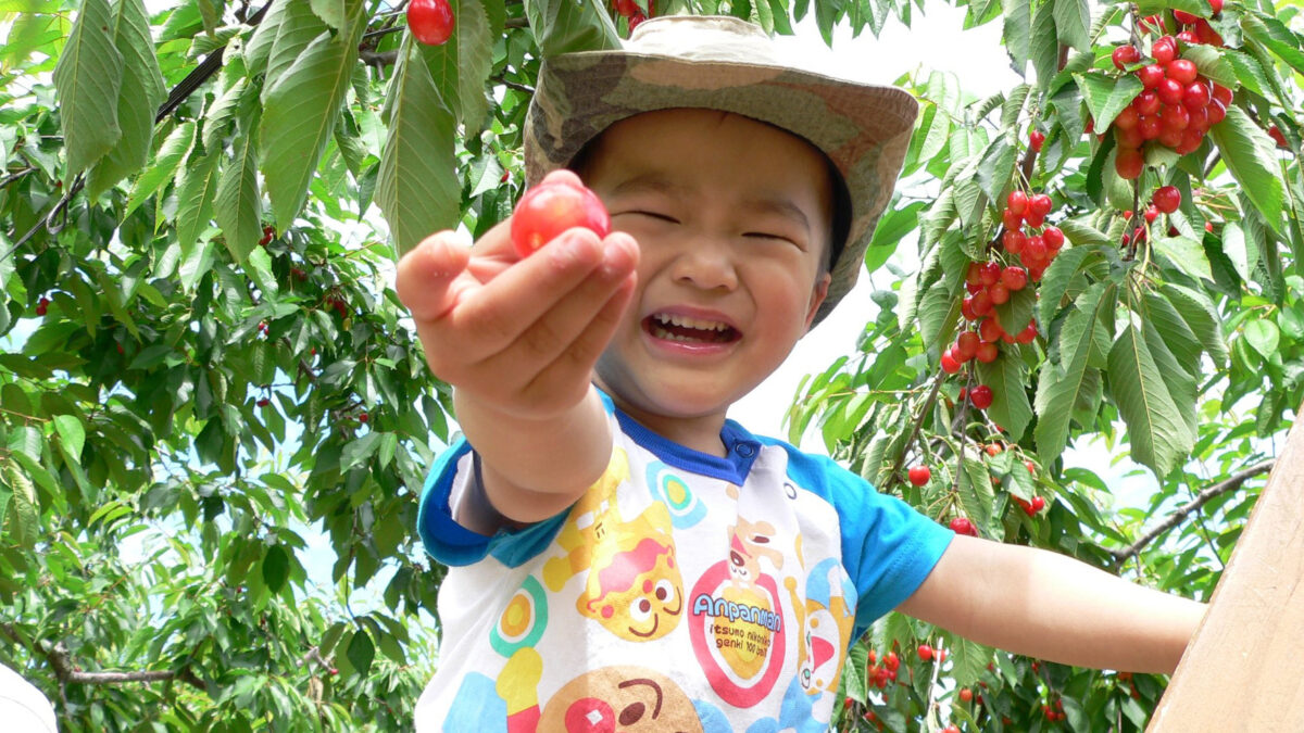 Sakuranbo Yama Kanko Nouen — Cherry in Japan