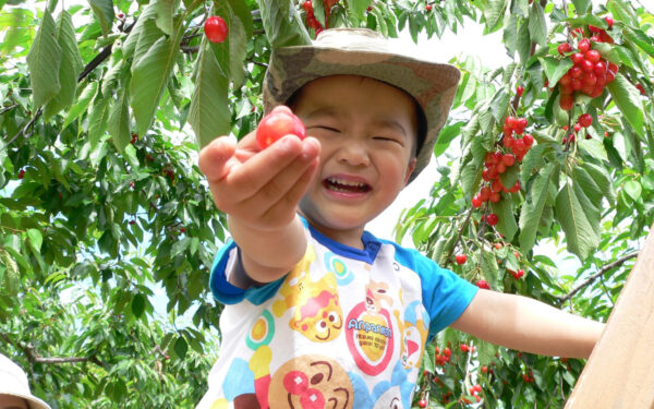 Sakuranbo Yama Kanko Nouen — Cherry fruit picking spot in Japan