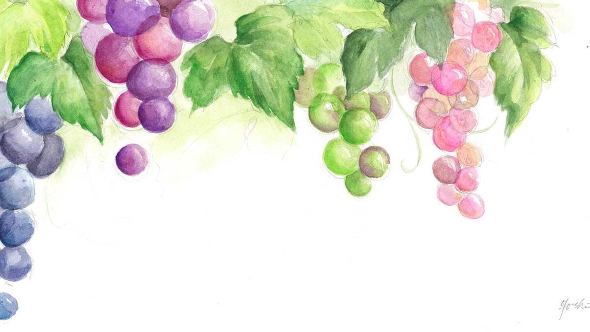 Budoubatake — Grape in Japan