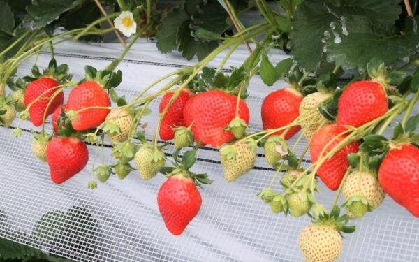 Puu Sannoichigo Sono — 일본 아마오 딸기 따기 스팟