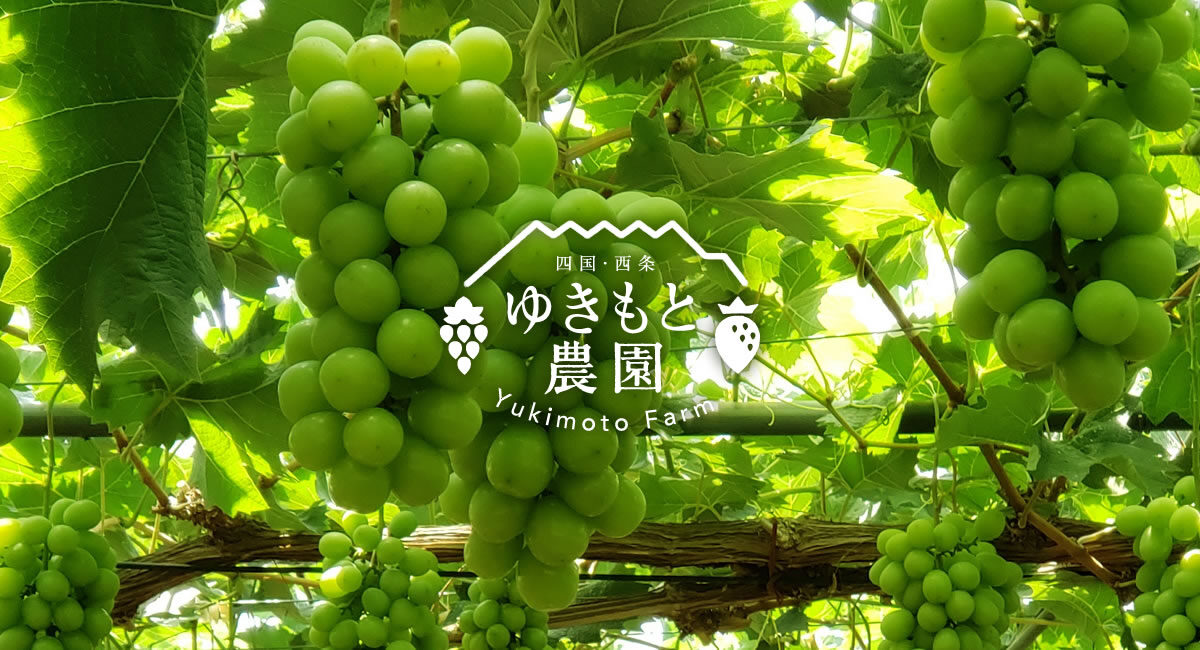 Yukimoto Nouen — Strawberry in Japan