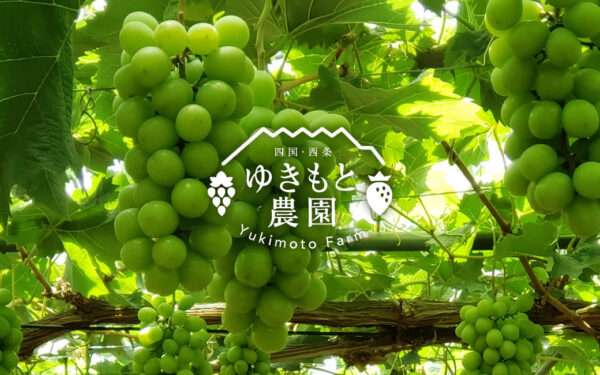 Yukimoto Nouen — 일본 포도 따기 스팟