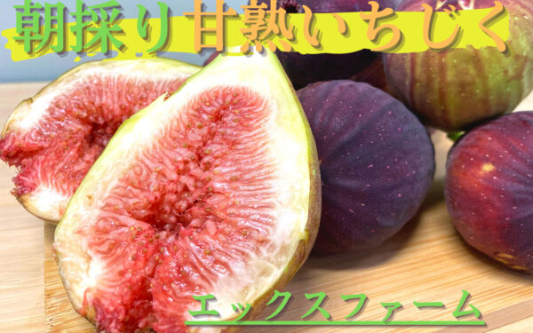 エックスファーム
