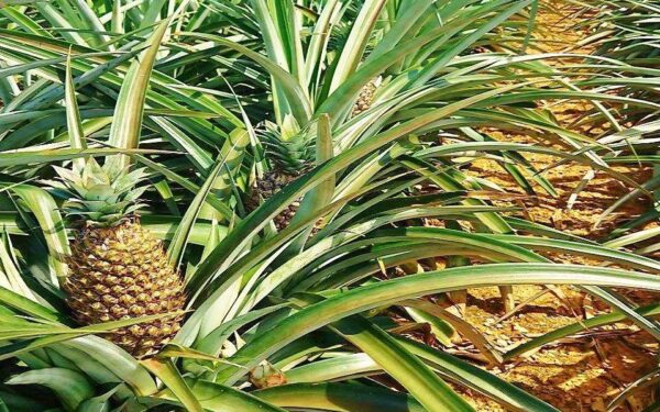 Kanucha Resort Pineapple Kari Tour — 일본 파인애플 따기 스팟
