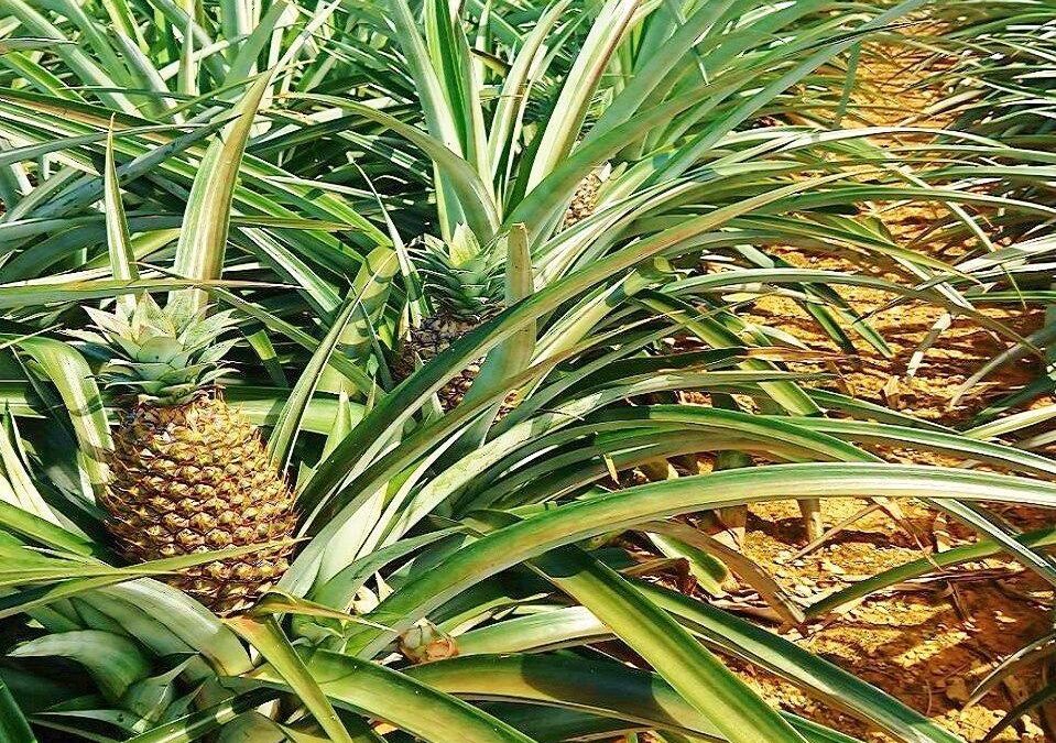 Kanucha Resort Pineapple Kari Tour — 일본 파인애플