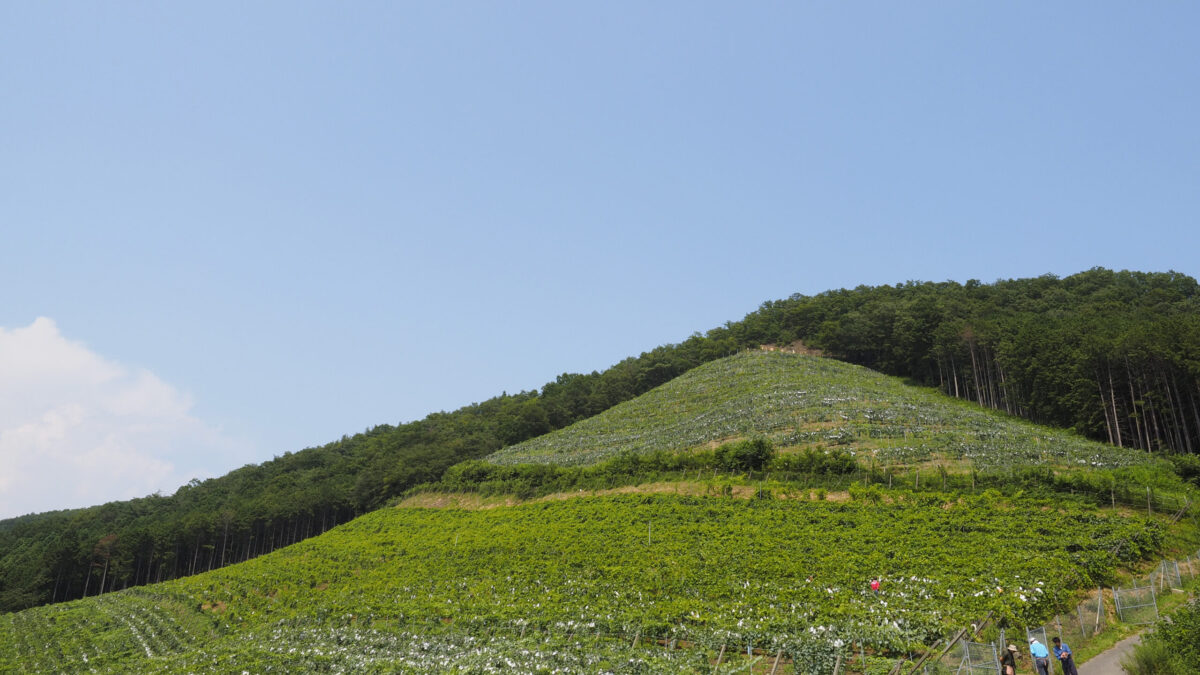 Koko・ Farm ・ Winery — 일본 포도