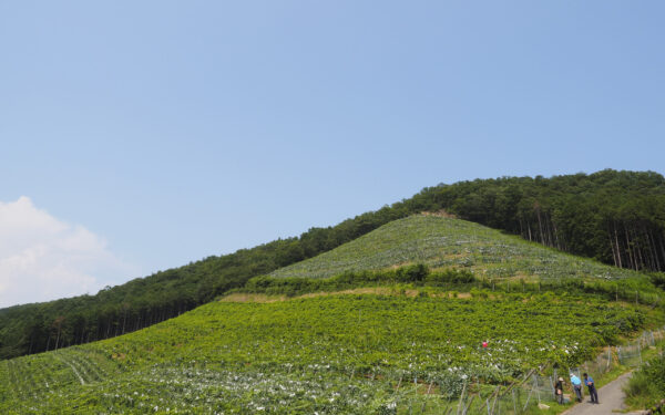 Koko・ Farm ・ Winery — 일본 포도 따기 스팟