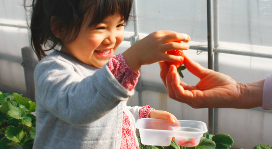 Strawberry House Ote — 일본 아마오 딸기 따기 스팟