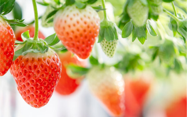 Strawberry Park Mifune — 일본 멜론 따기 스팟