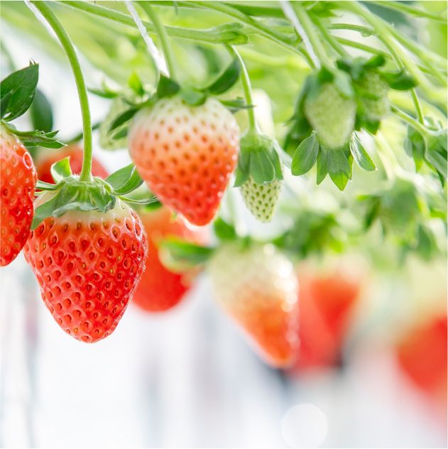 Strawberry Park Mifune — Strawberry in Japan