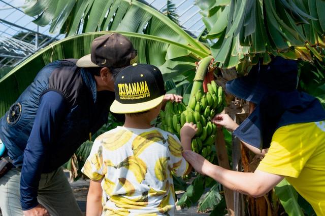 Banana Farm Ichi Shi — 日本香蕉