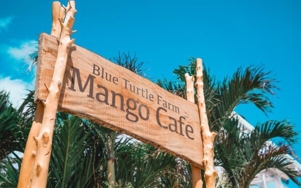 Blue Turtle Farm Mango Cafe — 일본 망고 따기 스팟