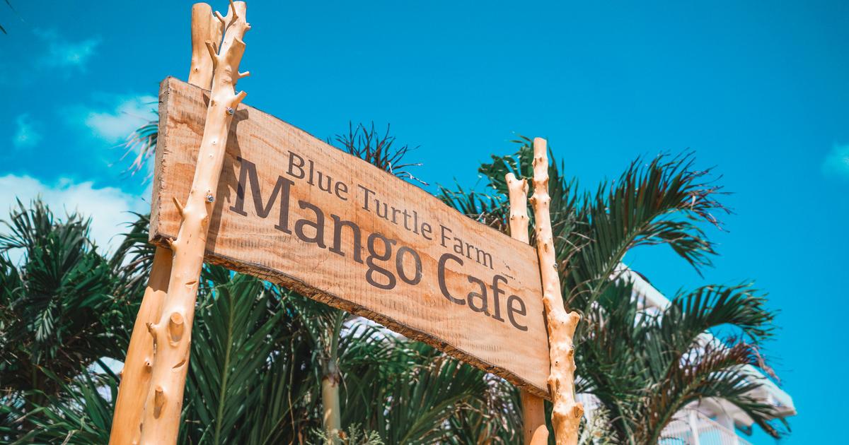 Blue Turtle Farm Mango Cafe — 일본 망고