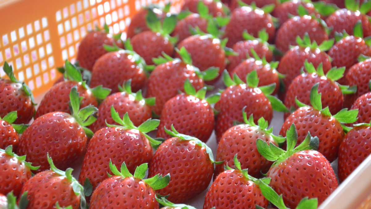 Berry Zufan — Strawberry in Japan