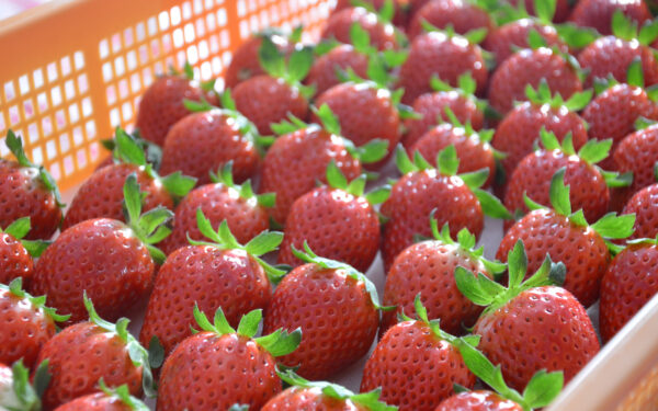 Berry Zufan — 일본 아마오 딸기 따기 스팟