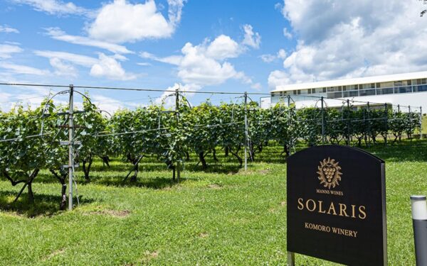 Manzu Wine Komoro Winery — 일본 포도 따기 스팟