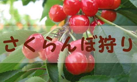 Kaminoyama Kanko Fruits Sono ( Yamagata Cherry Land ) — Cherry fruit picking spot in Japan