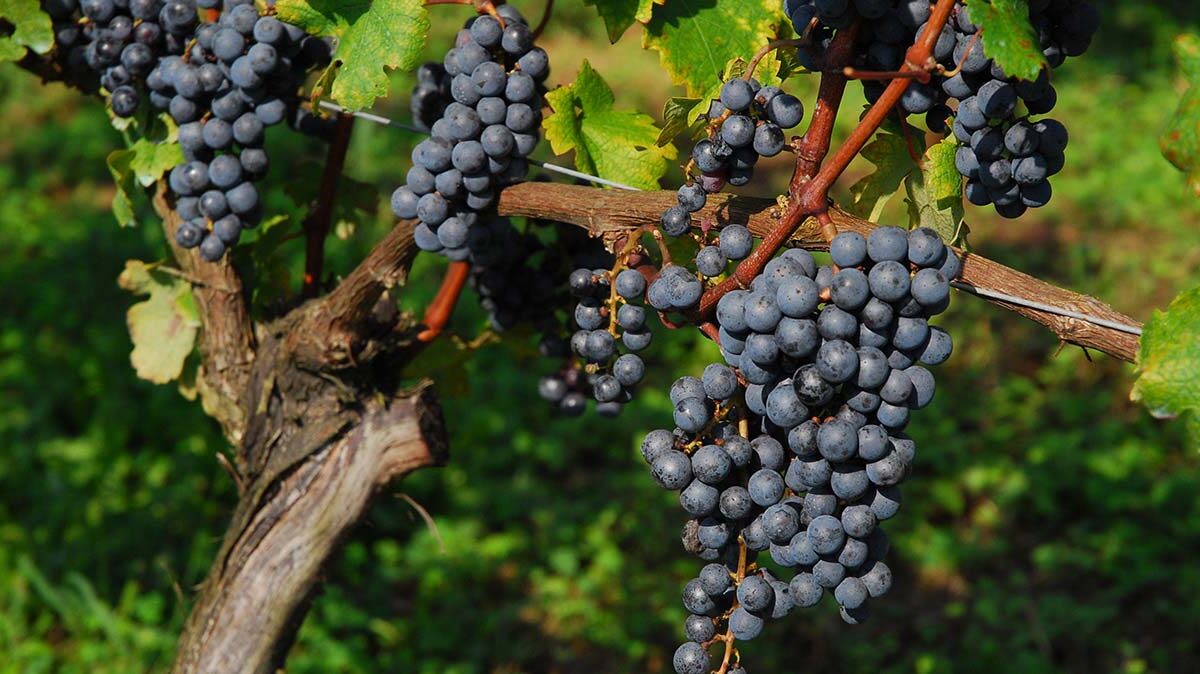 Tanba Wine — 日本葡萄