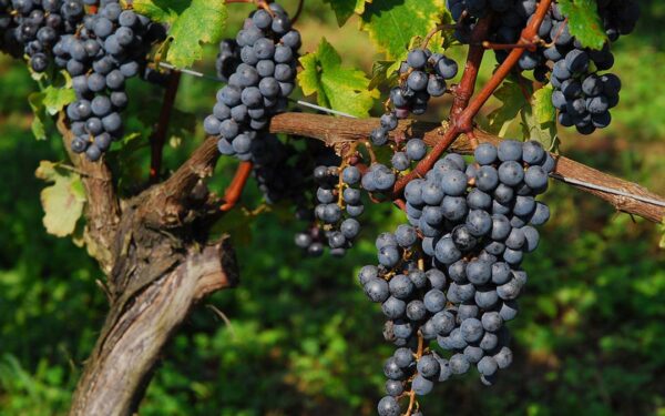 Tanba Wine — 일본 포도 따기 스팟