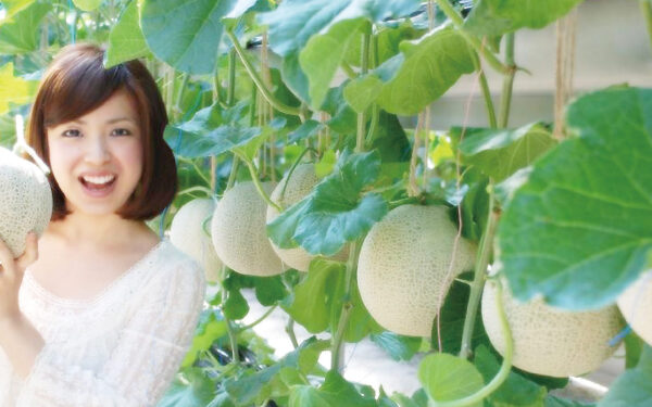Izu Fruits Park — 일본 멜론 따기 스팟
