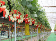 Izunagaoka Ichigo Kari Center — 일본 아마오 딸기 따기 스팟