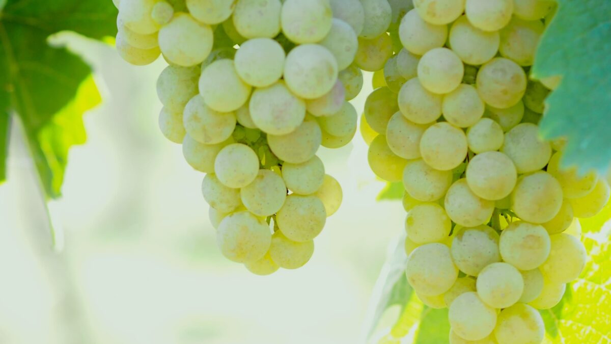 Yoichi Winery — 일본 포도