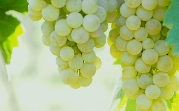 Yoichi Winery — 일본 포도 따기 스팟
