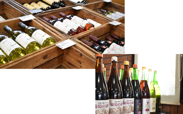 Shinano Wine — 일본 포도 따기 스팟