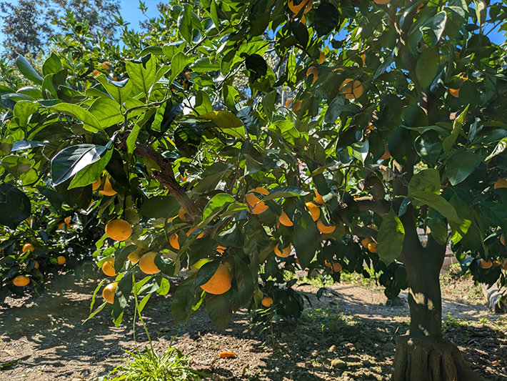Minamichita Green Barei — 일본 딸기