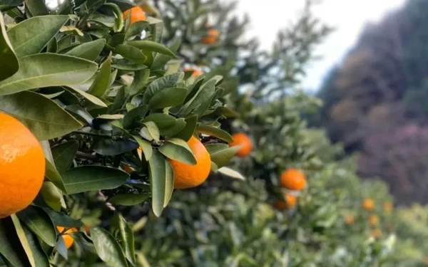 和泉農園
