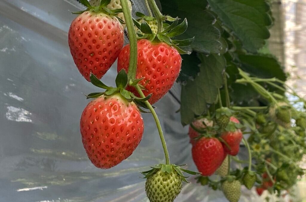 Yamaman Yuukari Farm — Strawberry in Japan