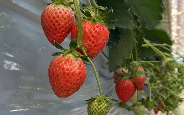 Yamaman Yuukari Farm — 일본 아마오 딸기 따기 스팟