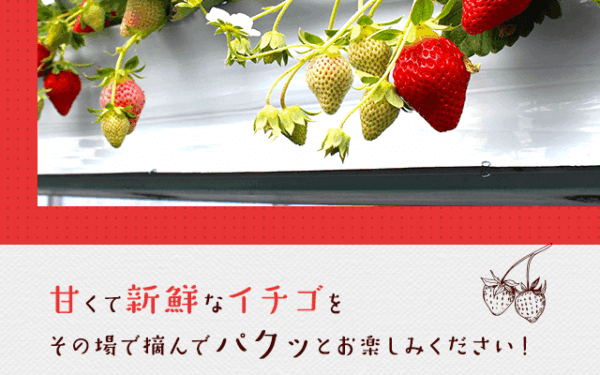 Iwamura Ichigo Nouen — 일본 아마오 딸기 따기 스팟