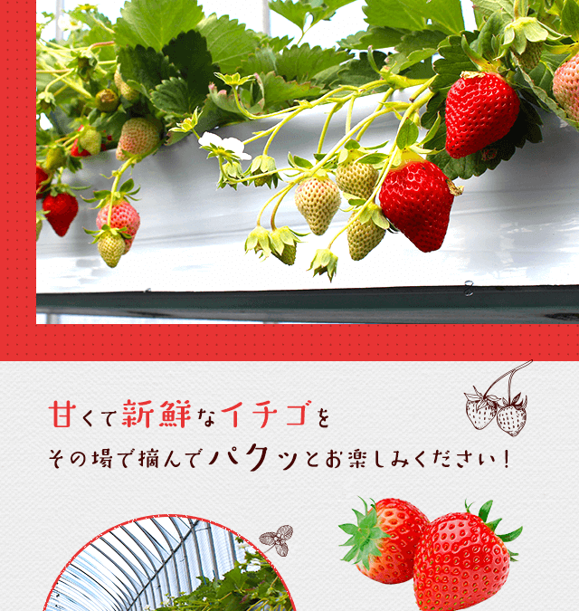 Iwamura Ichigo Nouen — 일본 딸기