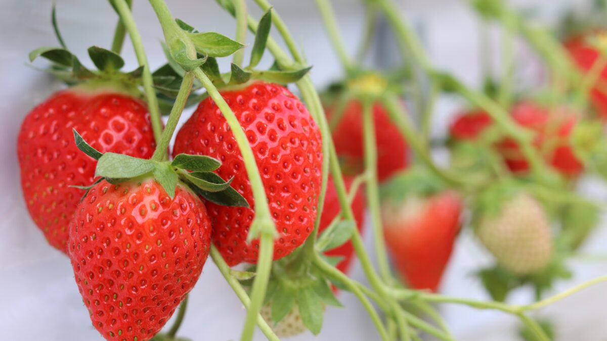 Hirai Kanko Nouen — Strawberry in Japan