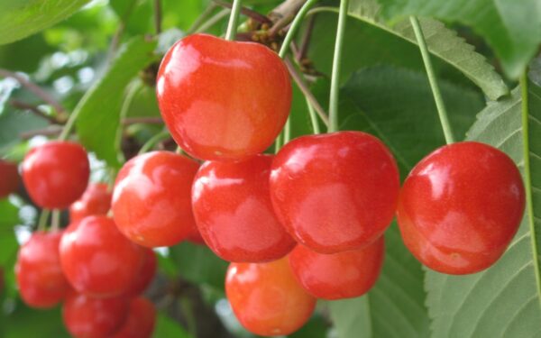 Kou Kaen — Cherry fruit picking spot in Japan