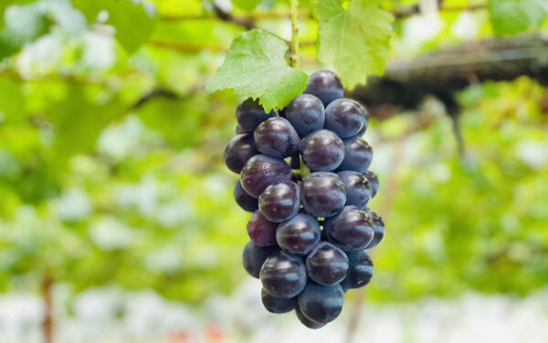 Misaka Nouen Grape House — 일본 포도 따기 스팟