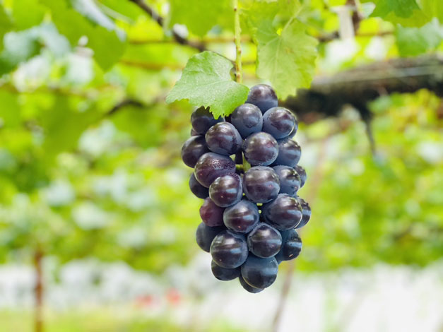 Misaka Nouen Grape House — 일본 포도
