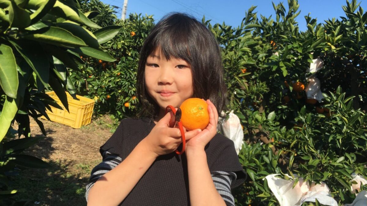 Toda Kajuen — Mandarin Orange in Japan
