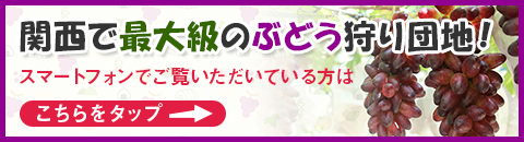 Arida Kyohou Mura Morizono — 일본 포도 따기 스팟