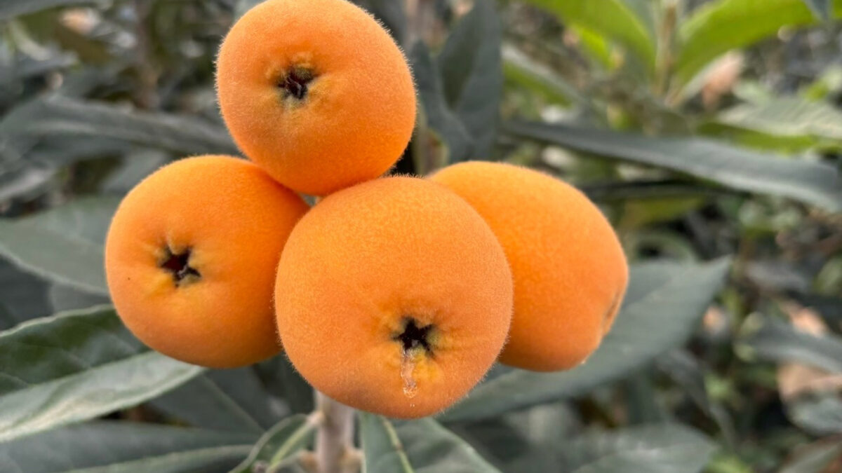 Moriyasu Nouen — 일본 비파