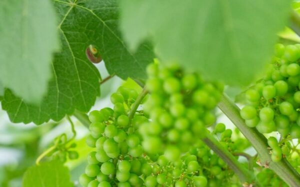 Kumamoto Wine — 일본 포도 따기 스팟