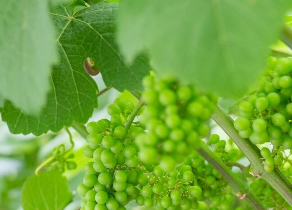 Kumamoto Wine — 日本葡萄