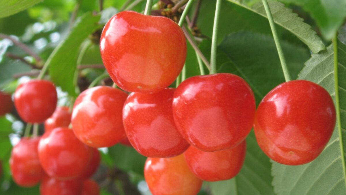 Jinmachi Kanko Kajuen — Cherry in Japan