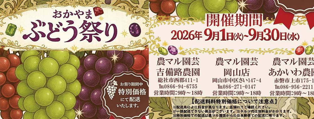 Nou Maru Engei Akaiwa Nouen — 일본 딸기