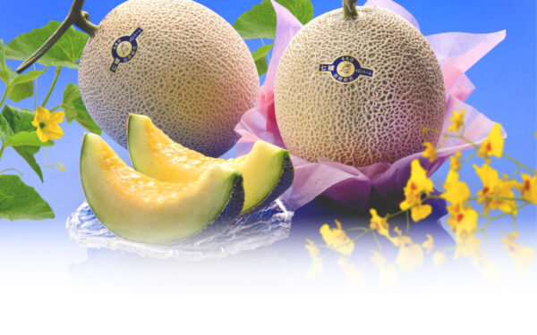 Michi No Eki Shichijou Melon Doomu — 일본 멜론 따기 스팟